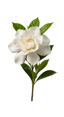 Obraz premium Beautiful white gardenia flower with green leaves, isolated on a white background, showcasing its delicate petals and fresh appearance.