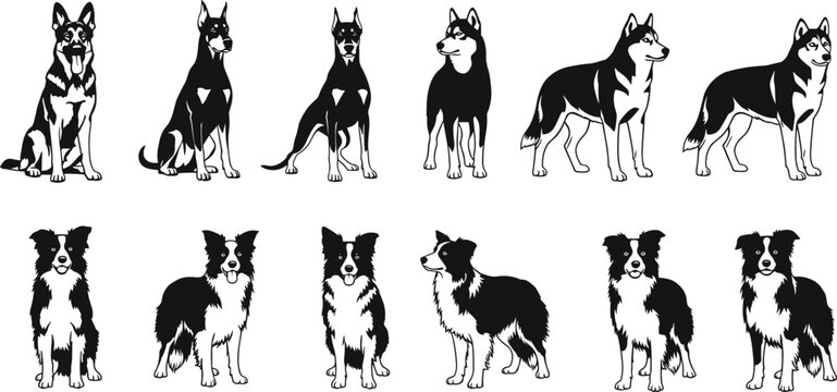 Black and white vector silhouette set of various dog breeds including German Shepherd Doberman Pinscher Siberian Husky and Border Collie for pet industry branding