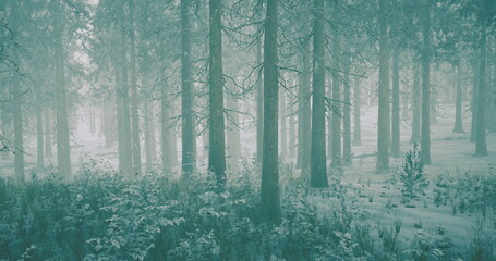 Fototapeta premium Teal mist forest with soft light filtering through tall trunks, muted color palette and pale atmosphere, layered fog creating depth, quiet meditative mood,
