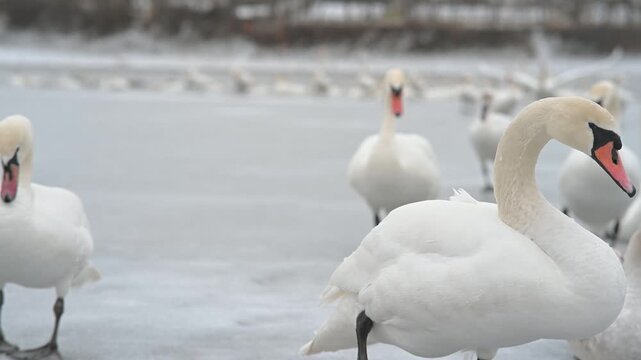 White swans resting and gathering on a frozen lake in winter. Close foreground birds with flock in background, soft depth of field and icy texture. Calm peaceful wildlife scene, natural copy space, ci