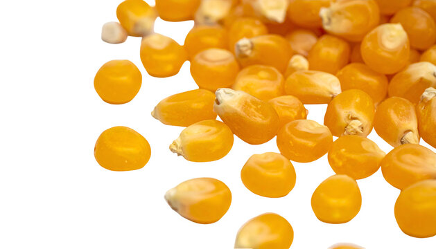 Close-up view of golden kernels, likely a grain, against a dark backdrop. The texture and detail create a natural feel