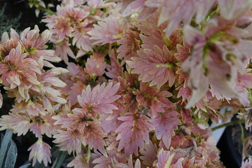 Colorful flower  tropical foliage nature background