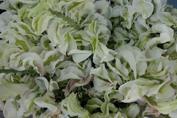 Colorful flower  tropical foliage nature background