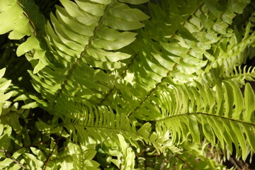 Colorful flower  tropical foliage nature background