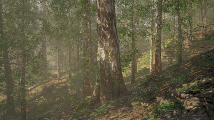 Obraz premium Serene canopy illuminated by gentle sunlight and shadows, Tranquil forest overhead with luminous light filtering through leaves creating soothing atmosphere