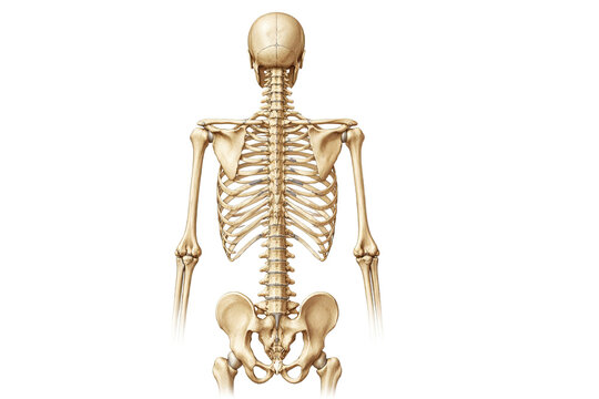 Human Skeletal System Posterior View with Spine Rib Cage and Pelvic Bone Anatomy isolated on white background