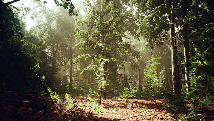 A Canopy of Vibrant Trees in the Canadian Forest © icetray