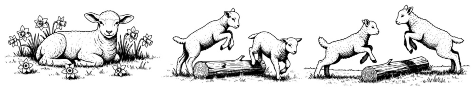 Set of cute baby lambs playing and jumping in a meadow in vintage engraving style