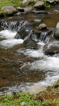 Tropical river moving steadily through green landscape with vivid texture and natural motion. Designed for Vertical advertising and lifestyle promotions.