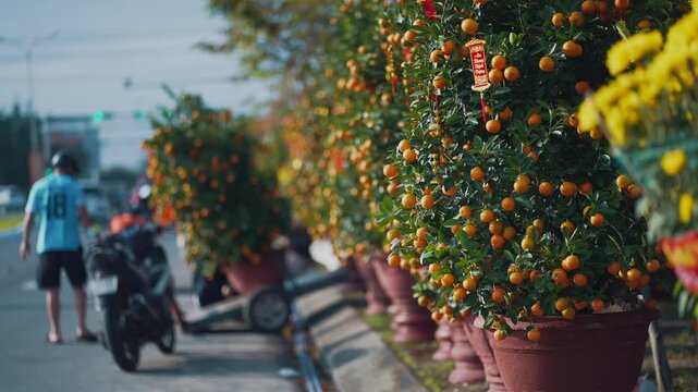 Vietnamese people choosing kumquat trees for Tet lunar new year holiday at market, Asian or Chinese buyers selecting festive orange decorations on street 4k