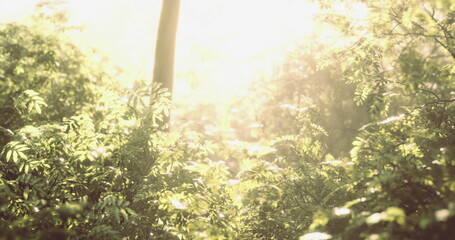Gentle rays of sunlight penetrate vibrant green leaves in a peaceful forest. The soft glow creates a serene atmosphere, inviting a sense of calm and connection to nature.