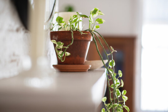 indoor plant, pothos, in a terracotta pot on a shelf