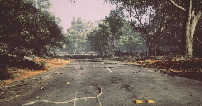 A deserted road is surrounded by dense trees and fallen branches, showing signs of a recent storm. The landscape appears quiet and untouched, creating a somber atmosphere.