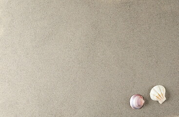 Sea shell in sand pile background and texture, top view
