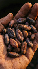 Obraz premium Vertical close-up of raw cocoa beans in a worker's hand. Dried cacao seeds held in a calloused palm. Agriculture and chocolate production concept