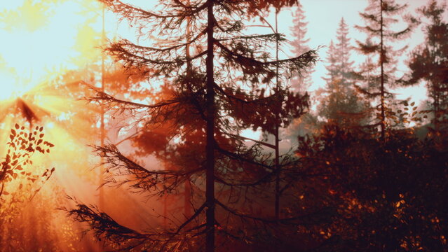 golden sunrise through misty pine canopy, warm beams and hazy atmosphere create cinematic, wellnessoriented forest bathing imagery with rich autumn tones.
