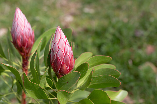 Two Protea buds preparing to flower