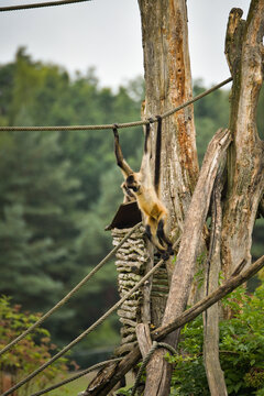 A spider monkey climbing on wooden structures and ropes, showing its agility and long tail. The moment captures natural animal behavior in an outdoor environment.	
