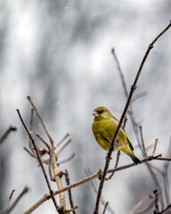 Verdier, chloris chloris, perch&eacute; sur une branche en hiver en Pologne