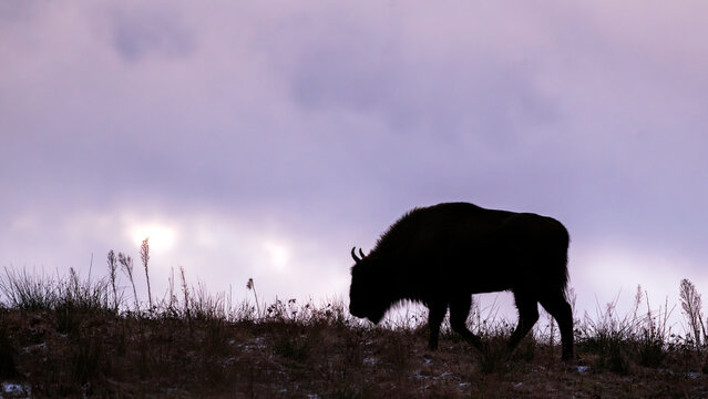 Bisons d'Europe dans les montagnes de Bieszczady en Pologne en hiver au lever du soleil