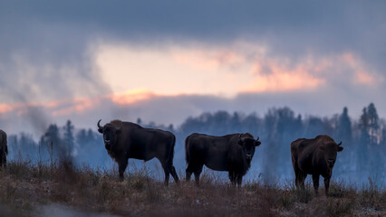 Bisons d'Europe dans les montagnes de Bieszczady en Pologne en hiver au lever du soleil © michel