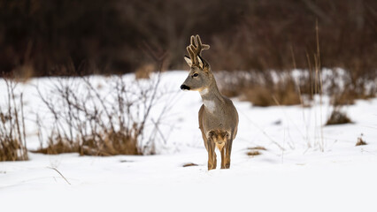 Brocard évoluant seul dans une clairière dans la neige dans les montagnes de Bieszczady en Pologne en hiver © michel