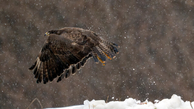 Buse variable d&eacute;vorant une carcasse en hiver dans la neige dans les montagnes de Bieszczady en Pologne