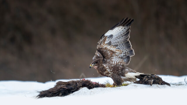 Buse variable d&eacute;vorant une carcasse en hiver dans la neige dans les montagnes de Bieszczady en Pologne