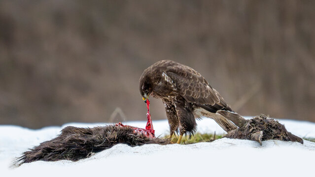 Buse variable d&eacute;vorant une carcasse en hiver dans la neige dans les montagnes de Bieszczady en Pologne