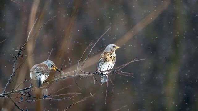 Grive draine, turdus viscivorus, dans les branches d'un sorbier mangeant les baies en hiver en Pologne