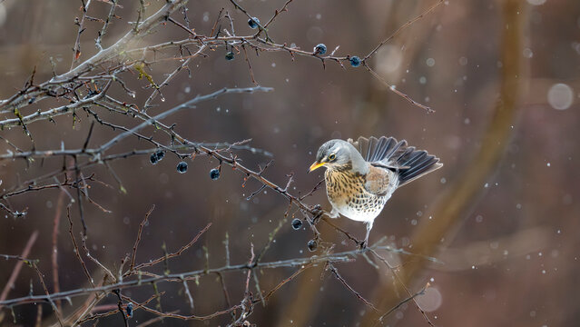 Grive draine, turdus viscivorus, dans les branches d'un sorbier mangeant les baies en hiver en Pologne