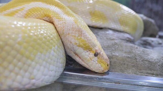A yellow and white snake is laying on a rock. The snake is curled up and has a black head