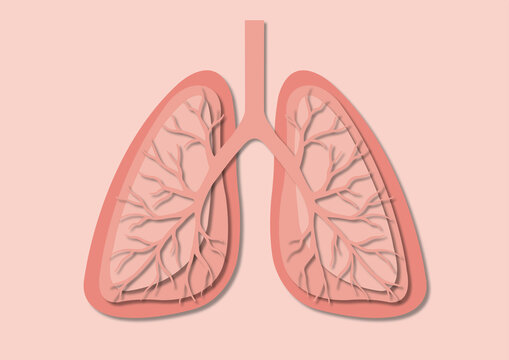 Lungs, illustration