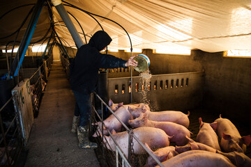 Worker distributing feed to pigs inside an indoor livestock farm. Agricultural labor and animal husbandry in modern pig production.