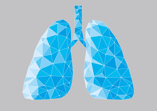 Human lungs, illustration