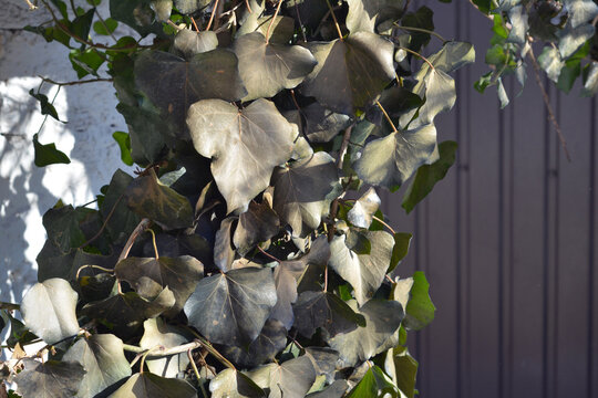 Frozen ivy leaves damaged by extreme winter frost