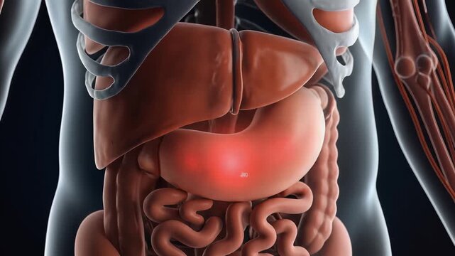 Human Digestive System Anatomy with Highlighted Stomach and Internal Organs.