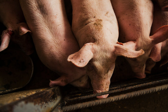 Several domestic pigs gathered inside a concrete enclosure in a pig farming facility. Overhead perspective showing livestock management conditions.