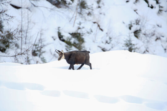 Camoscio cammina nella neve. Parco nazionale del Gran Paradiso, Valsavaranche, Val d'Aosta.