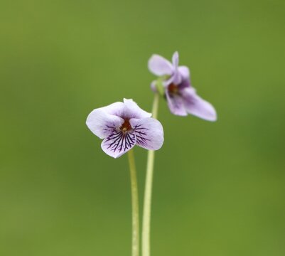 Beautiful Viola palustris (marsh violet) growing in a meadow