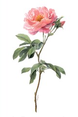 Obraz premium Elegant botanical pink flower illustration.