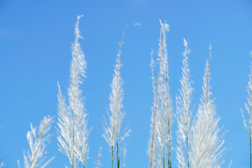 Obraz premium Bright Seagrass Against Clear Blue Sky in Natural Landscape