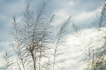 Obraz premium Delicate Grass Silhouettes Against Soft Blue Sky Background