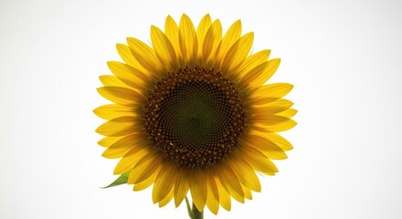 Fototapeta premium Sunflower with Bright Yellow Petals Isolated.