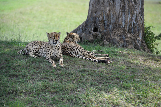 Cheetah roams through its territory