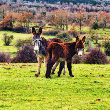 Burros en pastizal rural con &aacute;rboles y naturaleza en oto&ntilde;o