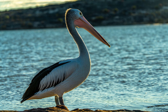ustralischer Pelikan stehend am Ufer bei Sonnenuntergang im sanften Abendlicht