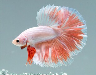 Obraz premium A white and coral Betta fish with bubbles