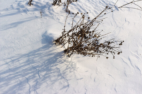 Dormant field plants stand defiant in a snowy landscape, bathed in crisp sun. A serene winter nature scene highlighting beauty in dormancy