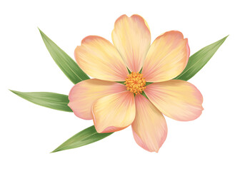 Obraz premium Beautiful pink and yellow flower with green leaves on transparent background transparent background